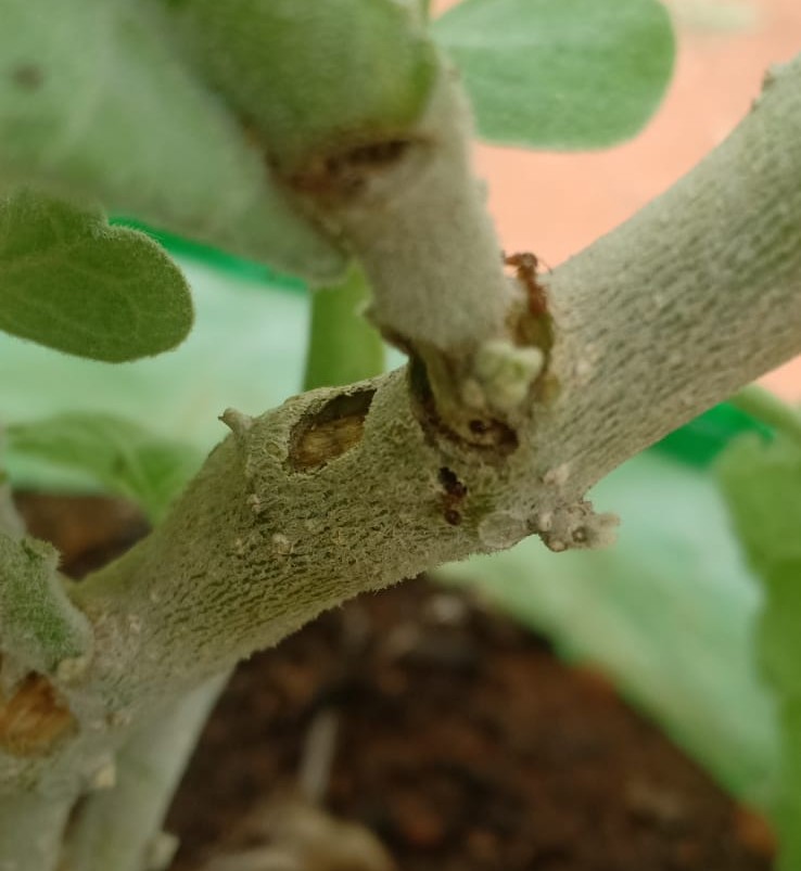 Figure 1: The stem of a brinjal plant being attacked by a tropical fire ant.