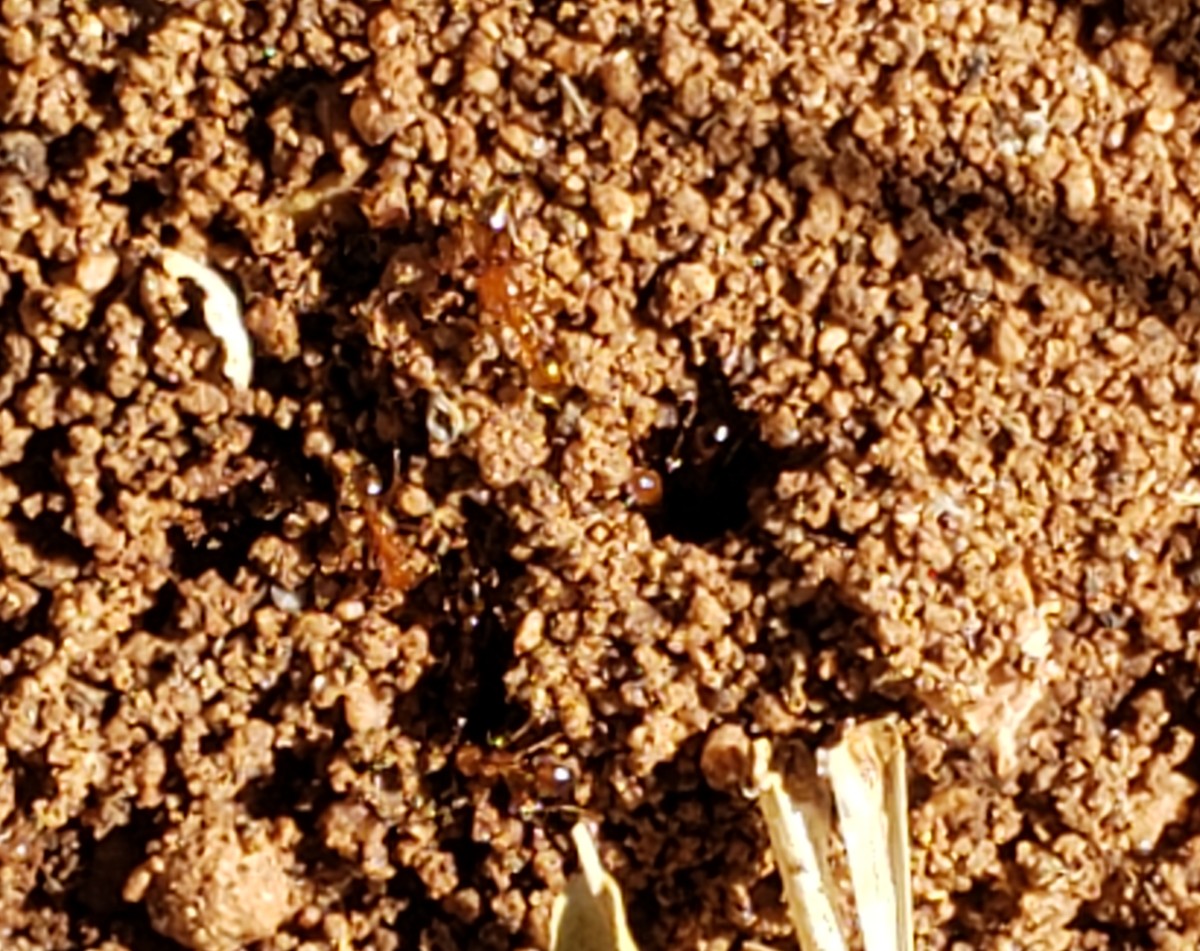 Figure 4: Ant mounds and holes were relocated after initial drenching, but the ants emerged from the newer holes nevertheless.