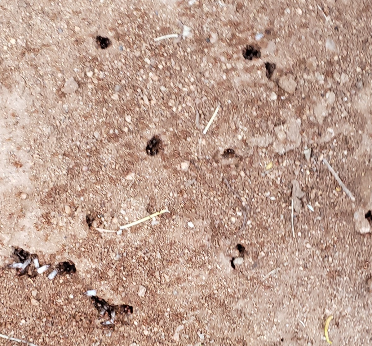 Figure 5: Multiple ant holes appeared after the relocation of the mound from one place to another about two metres away. Almost every hole shows ants entering or exiting.