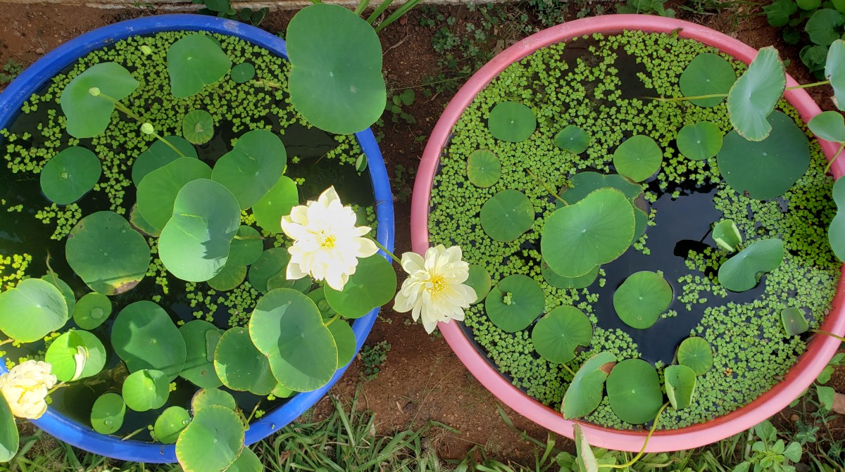 Figure 2: Duckweed on lotus basins. The tropical fire ant skated over the water surface, aided by the duckweed “skin”, to invade the lotus basin, presumably to protect the aphids on the lotus leaves. Guppies live in the basins and keep mosquito breeding in check.