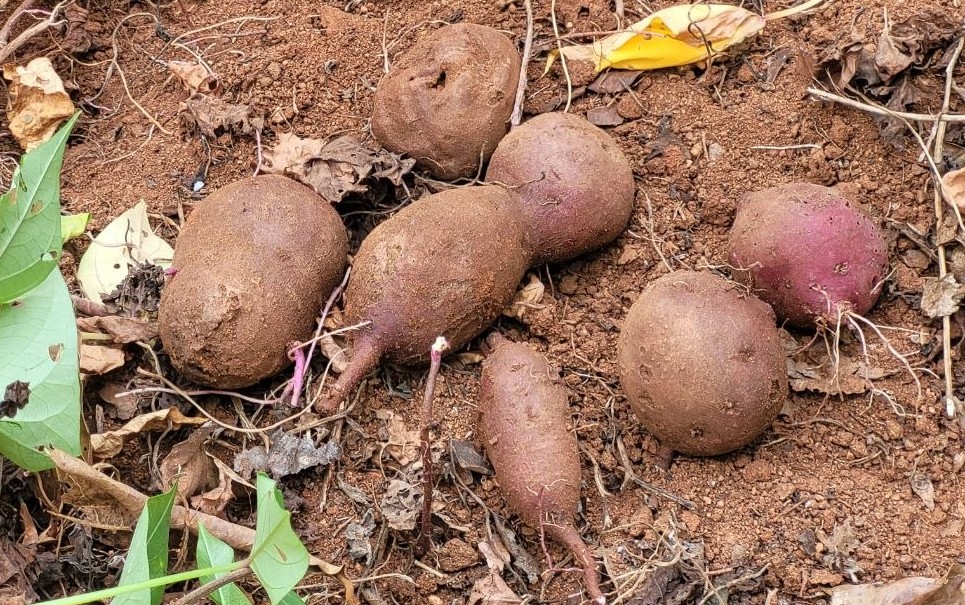 Figure 4: Some sweet potatoes freshly harvested from the ground.