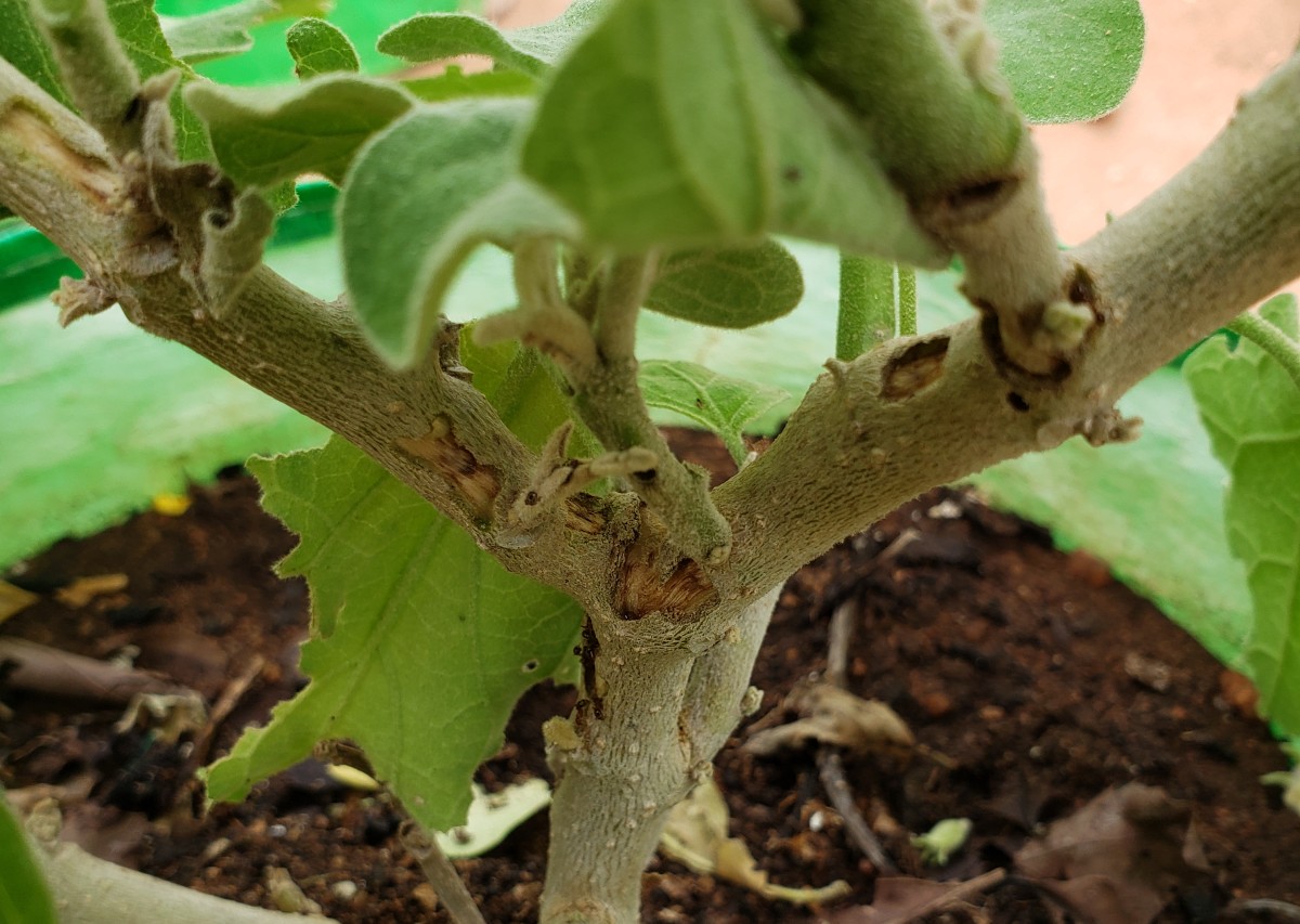 Figure 2: Bark of brinjal plant stripped away after attack by tropical fire ants.