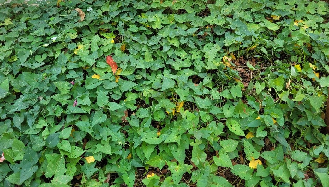 Figure 3: The purple sweet potato patch in my garden.