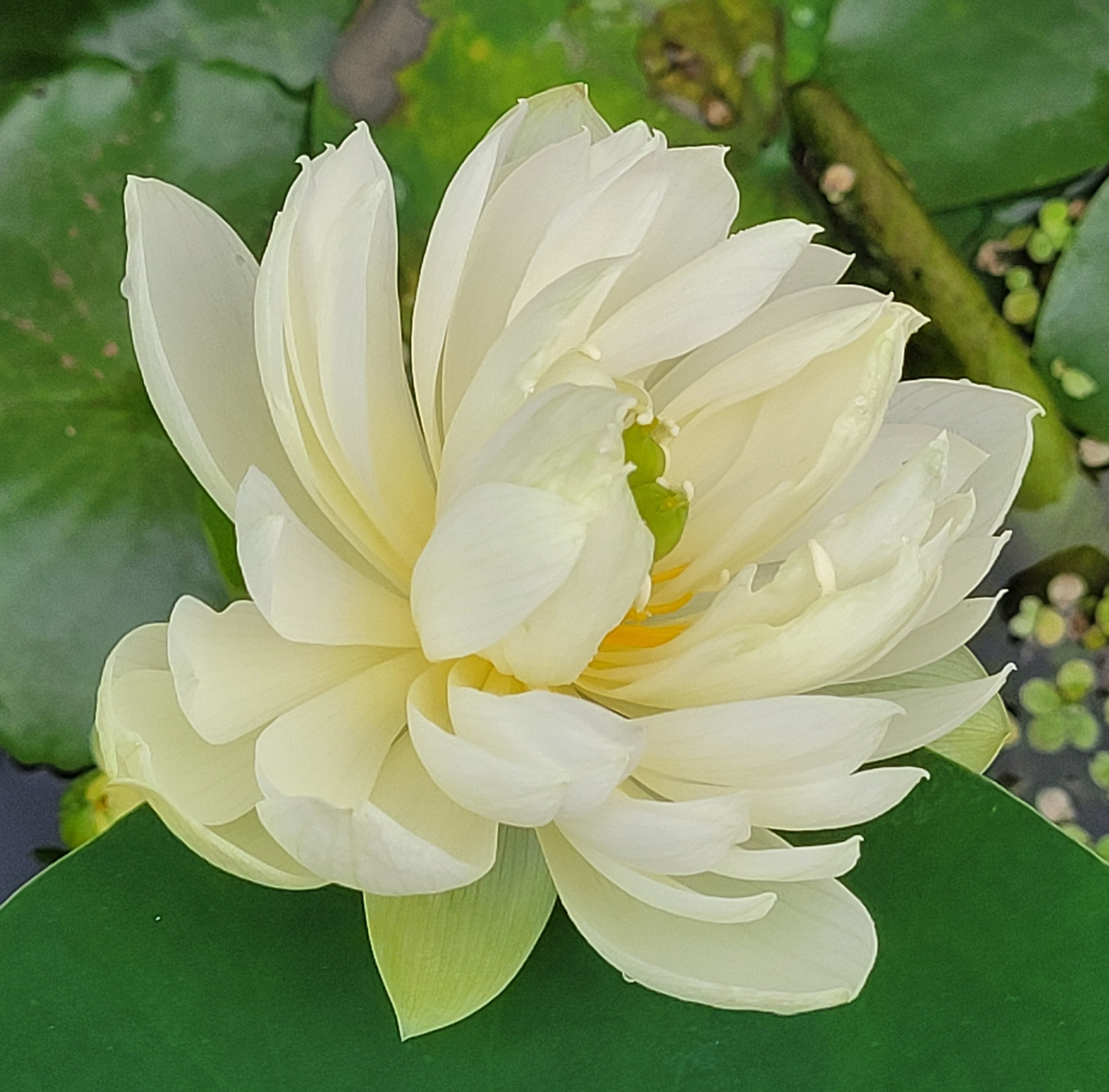 White Lotus (Nelumbo nucifera). Image courtesy of Mr Nandakumar Chandrasekhar.