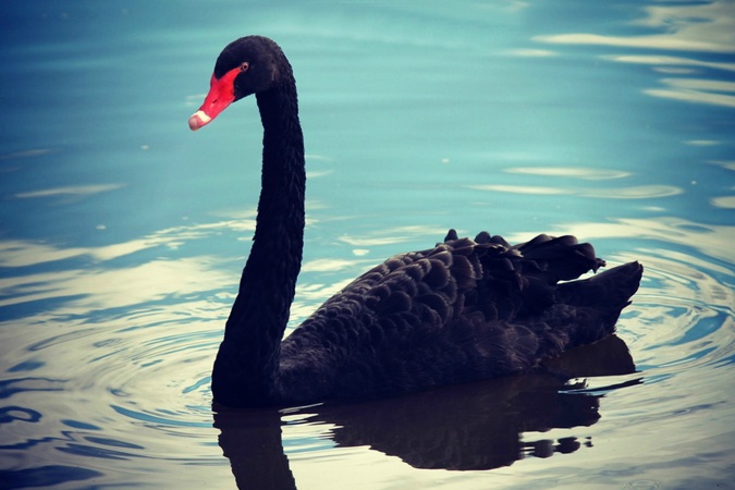 Black Swan (Cygnus atratus): CC0 Public Domain.