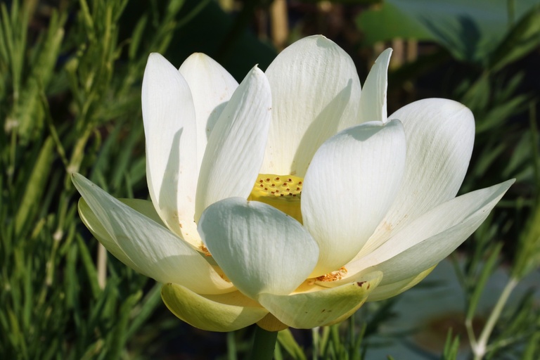 White Lotus (Nelumbo nucifera): CC0 Public Domain.